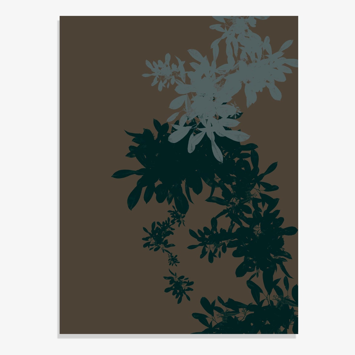 Foliage 12 - Fine Art Print