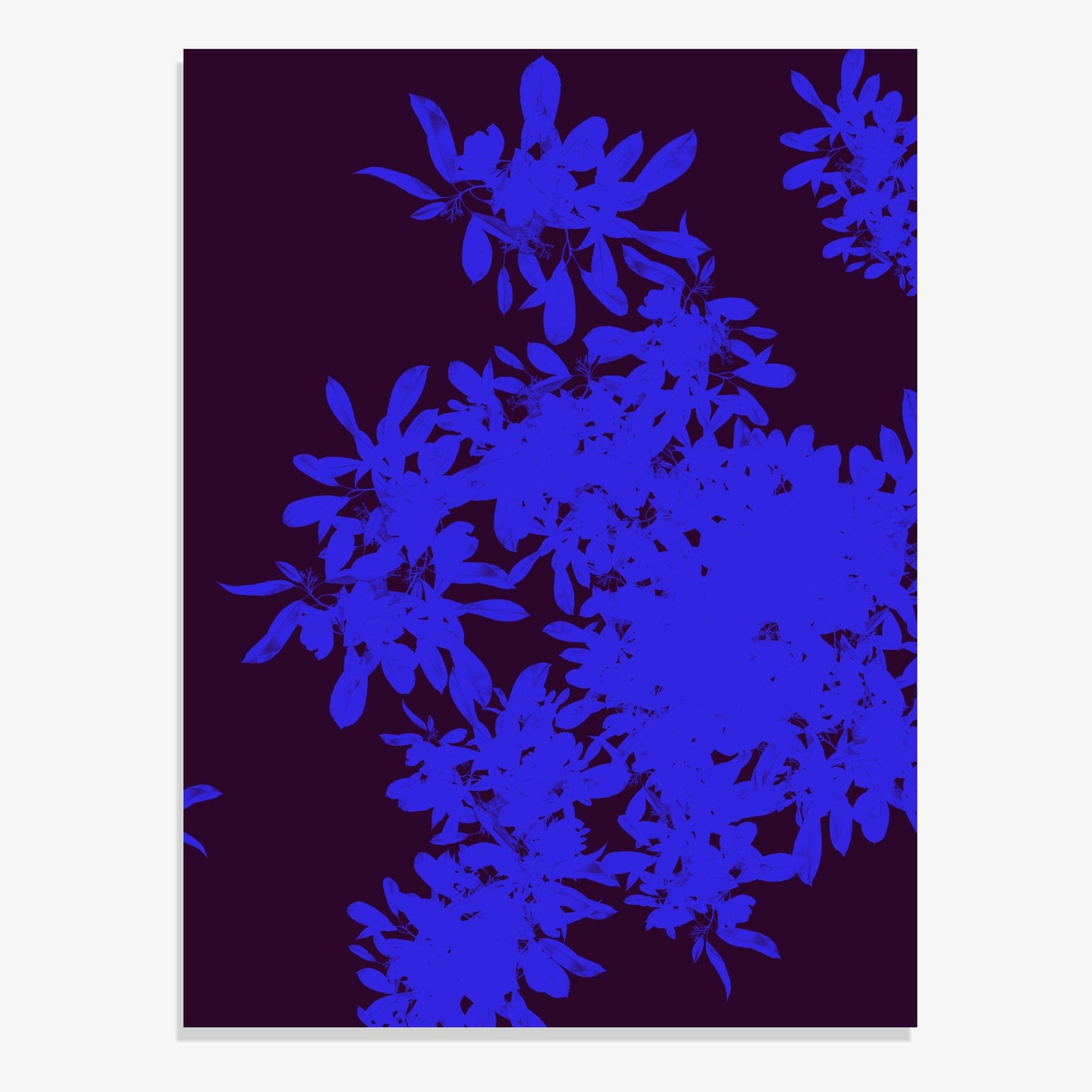 Foliage 13 - Fine Art Print