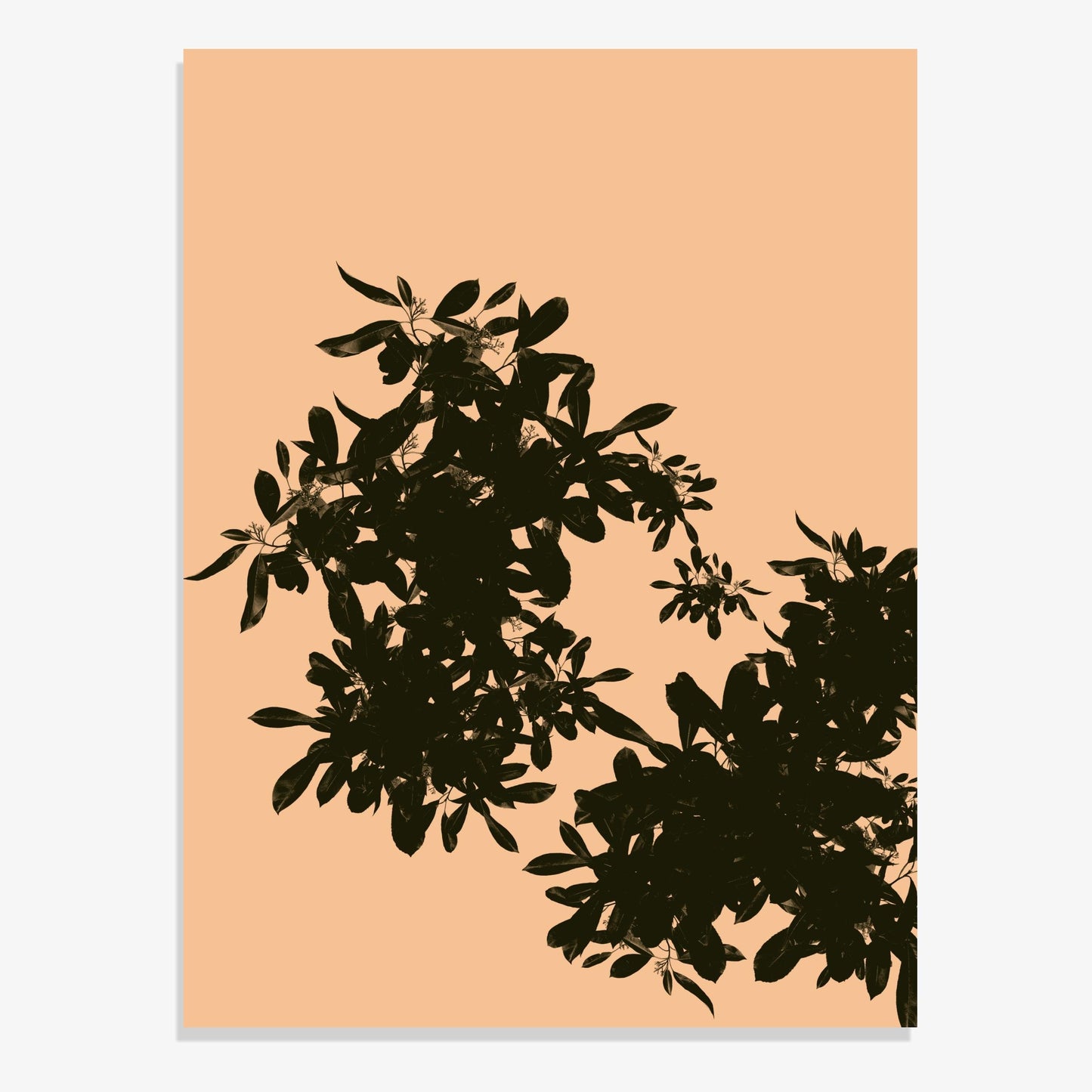 Foliage 3 - Fine Art Print