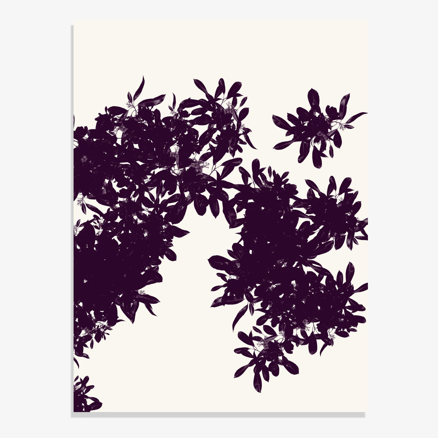 Foliage 4 - Fine Art Print