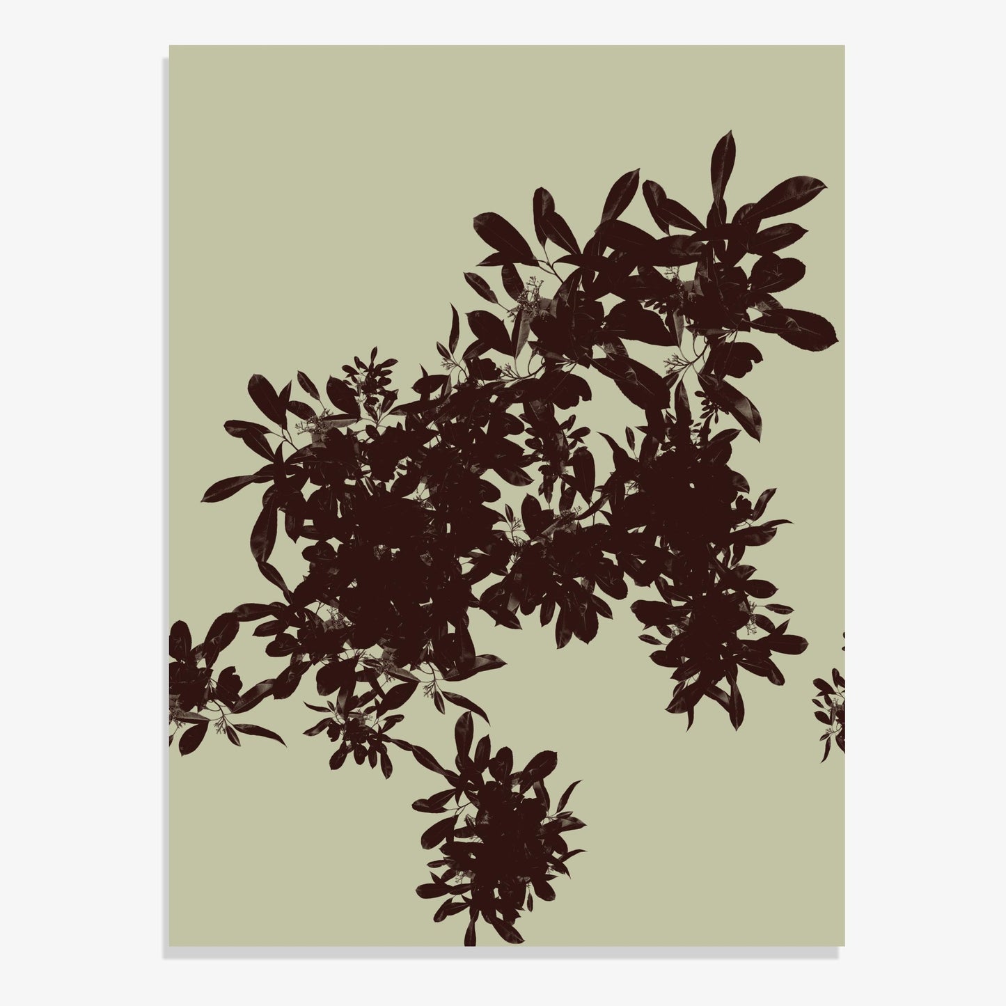 Foliage 8 - Fine Art Print