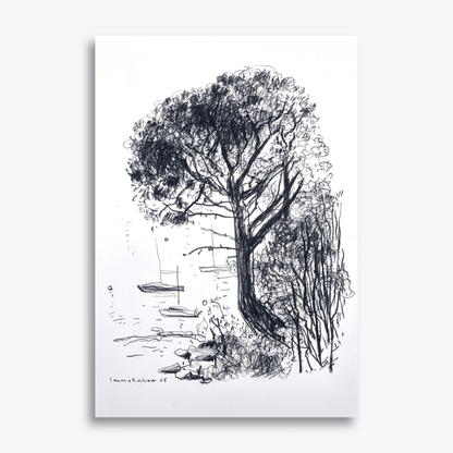 Native Pine on Greenwich Point