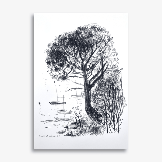 Native Pine on Greenwich Point