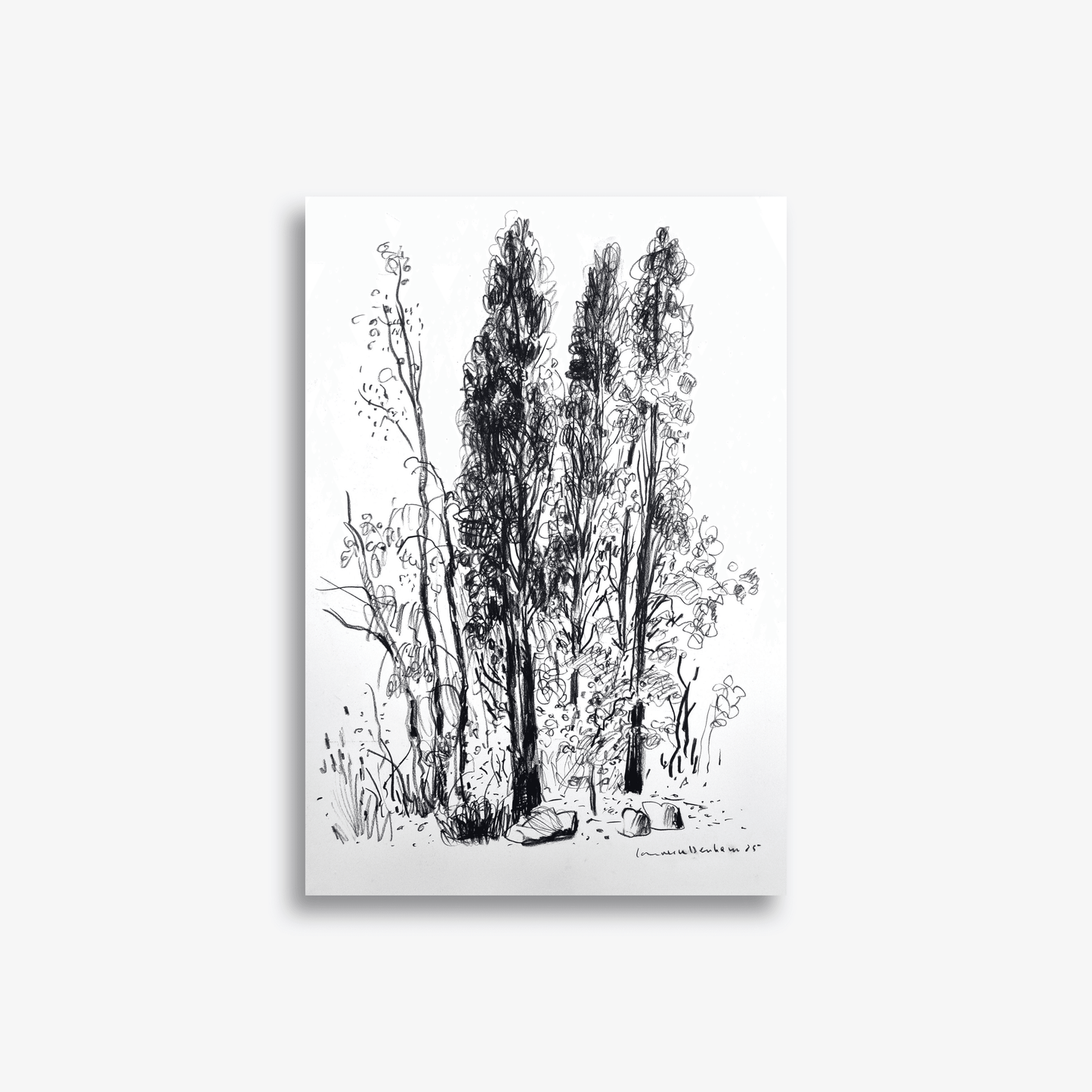 Three Native Pines