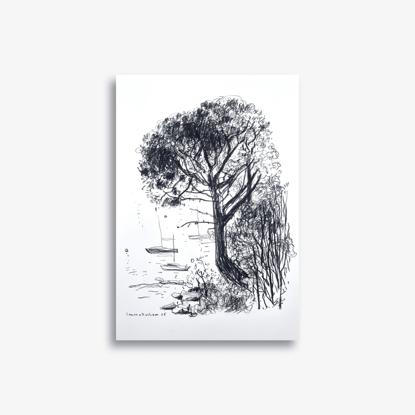 Native Pine on Greenwich Point