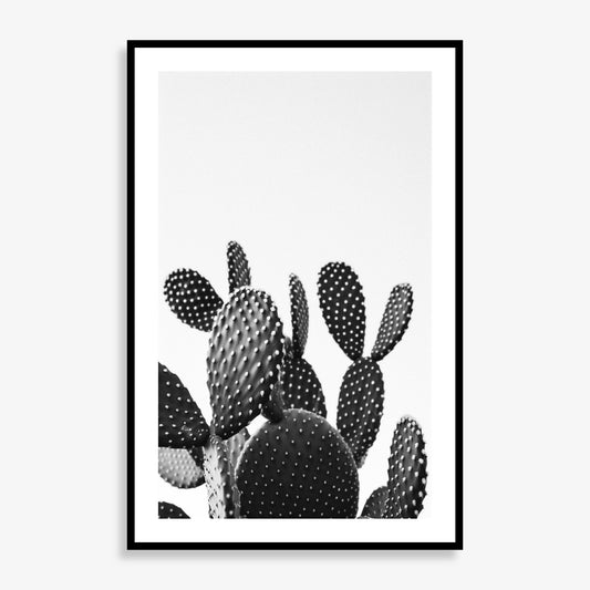 Cactus Bloom