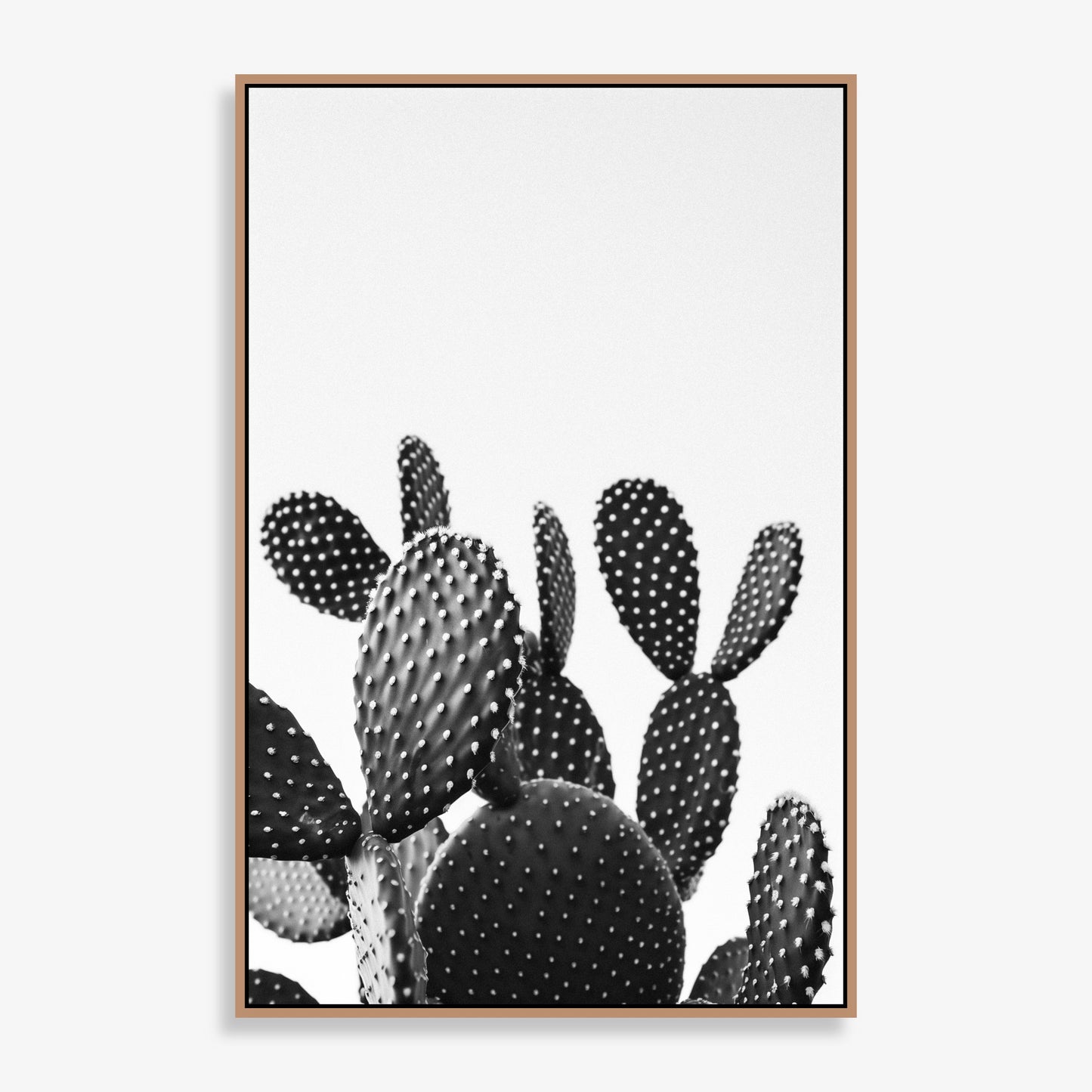 Cactus Bloom