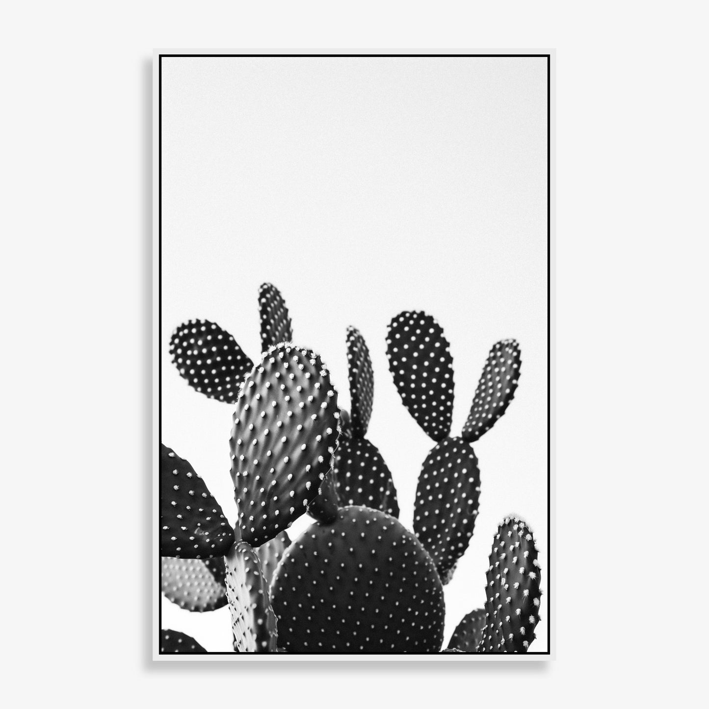 Cactus Bloom