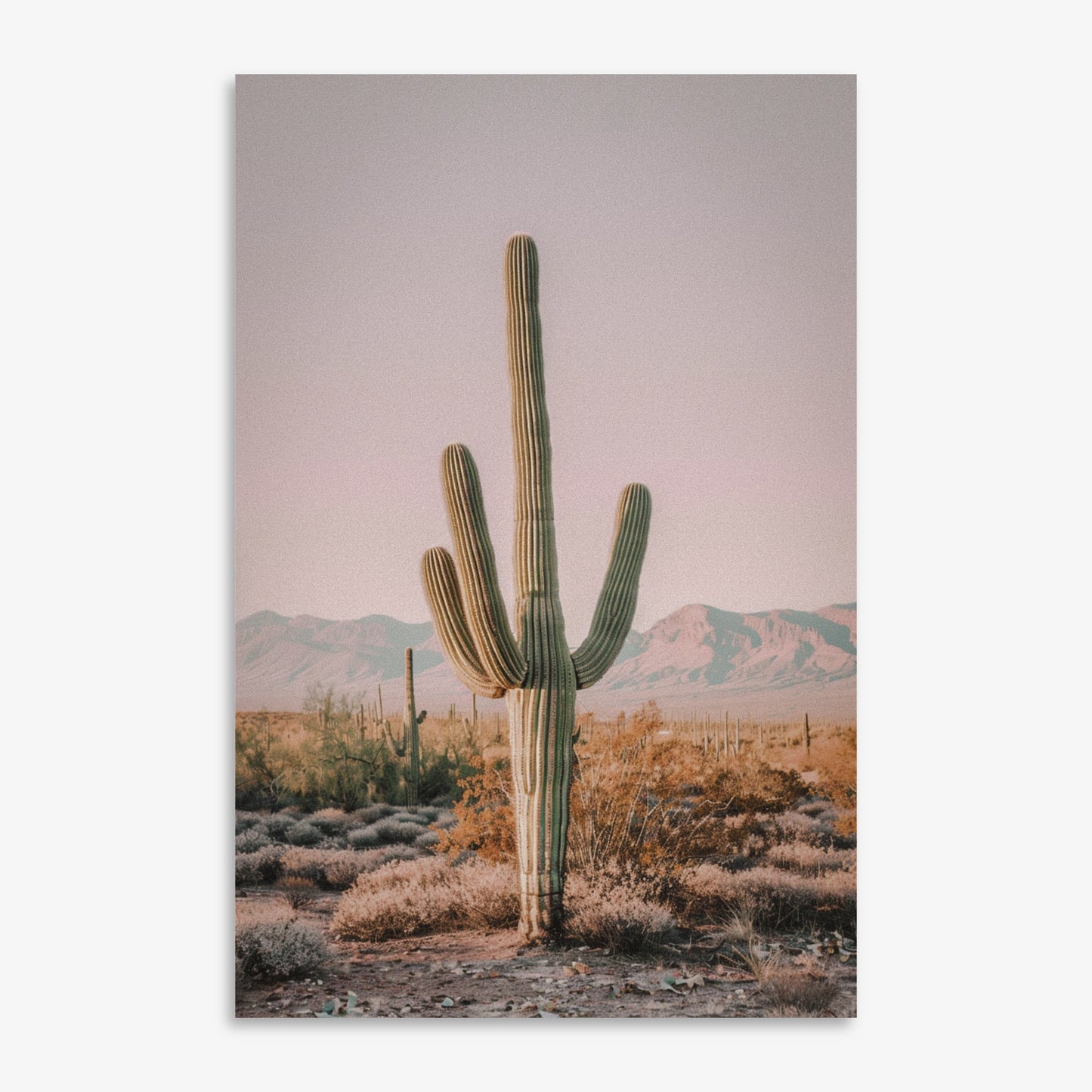 Where Cactus Stands